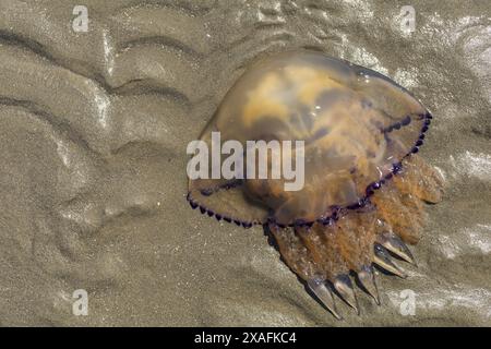 Nahaufnahme einer toten gelben violetten Qualle an einem nassen Sandstrand Stockfoto