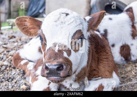 Kopfporträt eines normannischen Kalbes, der in die Kamera schaut, Bos taurus taurus taurus Stockfoto