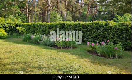 Fragment eines schönen gepflegten Gartens, Thuja Brabant Hecke, Stauden, Iris, Katzenminze, hellrosa Pfingstrose, dekorative Bögen auf getrimmtem Rasen Stockfoto