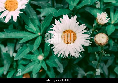 Blick von oben auf Anthemis cotula Gänseblümchen, mit satten und intensiven Farben Stockfoto