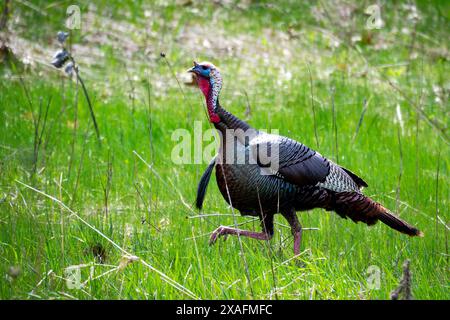 Ein großer tom wilder truthahn spaziert Anfang Mai durch eine Wiese. Stockfoto