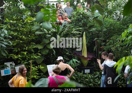 Bayreuth, Deutschland. Juni 2024. Besucher des ökologisch-botanischen Gartens der Universität Bayreuth werfen einen Blick auf die blühende Titanorchidee. Jahrelang sprießt die Pflanze nur gelegentlich ein riesiges Blatt. Die Blume dieser Arum-Pflanze gilt als die größte Blume der Welt und gibt einen faulen Geruch ab, um Aaskäfer als Bestäuber anzulocken. Darlegung: Daniel Löb/dpa/Alamy Live News Stockfoto