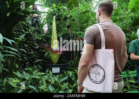 Bayreuth, Deutschland. Juni 2024. Ein Besucher mit Schultertasche mit der Aufschrift „Bayreuth – Heimat der Titanwurz“ betrachtet die Blüte der Titanwurz im ökologisch-botanischen Garten der Universität Bayreuth. Im Laufe der Jahre sprießt die Pflanze nur gelegentlich ein riesiges Blatt. Die Blume dieser Arum-Pflanze gilt als die größte Blume der Welt und gibt einen faulen Geruch ab, um Aaskäfer als Bestäuber anzulocken. Darlegung: Daniel Löb/dpa/Alamy Live News Stockfoto