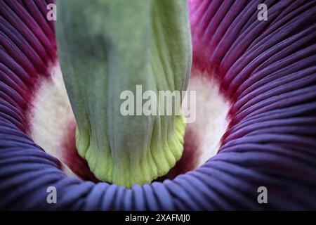 Bayreuth, Deutschland. Juni 2024. Blick auf die blühende Titanwurzel im ökologisch-botanischen Garten der Universität Bayreuth. Jahrelang sprießt die Pflanze nur gelegentlich ein riesiges Blatt. Die Blume dieser Arum-Pflanze gilt als die größte Blume der Welt und gibt einen faulen Geruch ab, um Aaskäfer als Bestäuber anzulocken. Darlegung: Daniel Löb/dpa/Alamy Live News Stockfoto