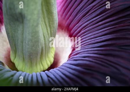 Bayreuth, Deutschland. Juni 2024. Blick auf die blühende Titanwurzel im ökologisch-botanischen Garten der Universität Bayreuth. Jahrelang sprießt die Pflanze nur gelegentlich ein riesiges Blatt. Die Blume dieser Arum-Pflanze gilt als die größte Blume der Welt und gibt einen faulen Geruch ab, um Aaskäfer als Bestäuber anzulocken. Darlegung: Daniel Löb/dpa/Alamy Live News Stockfoto