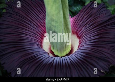 Bayreuth, Deutschland. Juni 2024. Blick auf die blühende Titanwurzel im ökologisch-botanischen Garten der Universität Bayreuth. Jahrelang sprießt die Pflanze nur gelegentlich ein riesiges Blatt. Die Blume dieser Arum-Pflanze gilt als die größte Blume der Welt und gibt einen faulen Geruch ab, um Aaskäfer als Bestäuber anzulocken. Darlegung: Daniel Löb/dpa/Alamy Live News Stockfoto