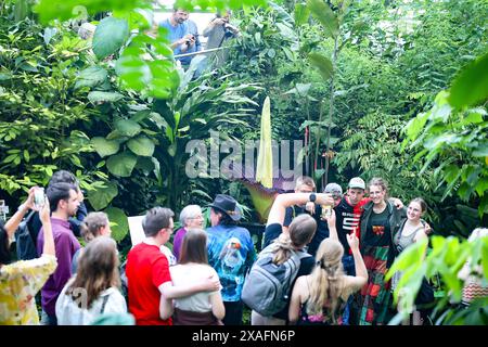 Bayreuth, Deutschland. Juni 2024. Besucher des ökologisch-botanischen Gartens der Universität Bayreuth werfen einen Blick auf die blühende Titanorchidee. Jahrelang sprießt die Pflanze nur gelegentlich ein riesiges Blatt. Die Blume dieser Arum-Pflanze gilt als die größte Blume der Welt und gibt einen faulen Geruch ab, um Aaskäfer als Bestäuber anzulocken. Darlegung: Daniel Löb/dpa/Alamy Live News Stockfoto