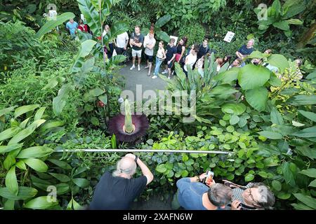 Bayreuth, Deutschland. Juni 2024. Besucher des ökologisch-botanischen Gartens der Universität Bayreuth werfen einen Blick auf die blühende Titanorchidee. Jahrelang sprießt die Pflanze nur gelegentlich ein riesiges Blatt. Die Blume dieser Arum-Pflanze gilt als die größte Blume der Welt und gibt einen faulen Geruch ab, um Aaskäfer als Bestäuber anzulocken. Darlegung: Daniel Löb/dpa/Alamy Live News Stockfoto