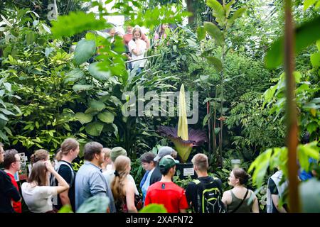 Bayreuth, Deutschland. Juni 2024. Besucher des ökologisch-botanischen Gartens der Universität Bayreuth werfen einen Blick auf die blühende Titanorchidee. Jahrelang sprießt die Pflanze nur gelegentlich ein riesiges Blatt. Die Blume dieser Arum-Pflanze gilt als die größte Blume der Welt und gibt einen faulen Geruch ab, um Aaskäfer als Bestäuber anzulocken. Darlegung: Daniel Löb/dpa/Alamy Live News Stockfoto