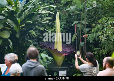 Bayreuth, Deutschland. Juni 2024. Besucher des ökologisch-botanischen Gartens der Universität Bayreuth werfen einen Blick auf die blühende Titanorchidee. Jahrelang sprießt die Pflanze nur gelegentlich ein riesiges Blatt. Die Blume dieser Arum-Pflanze gilt als die größte Blume der Welt und gibt einen faulen Geruch ab, um Aaskäfer als Bestäuber anzulocken. Darlegung: Daniel Löb/dpa/Alamy Live News Stockfoto