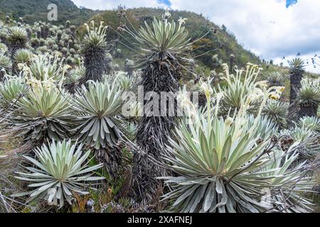 Gruppe alter Frailejones Espeletia lopezii Cuatrec in einem Paramo in den Bergen Kolumbiens Stockfoto