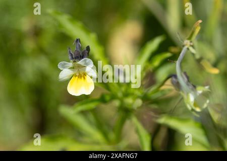 Ein Stiefmütterchen, das auf einem Feld wächst. Stockfoto