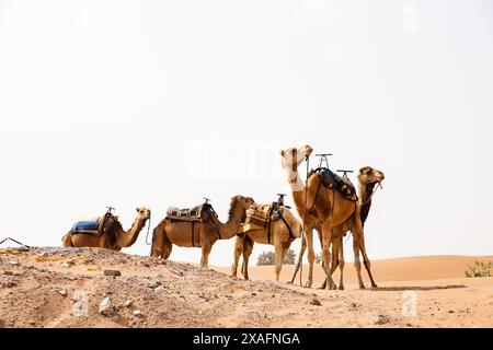 Das Dromedarkamel wartet darauf, Touristen oder einheimische Nomaden zu einem Ritt in Erg Chigaga in der Nähe von M'Hamid, Marokko, zu nehmen Stockfoto