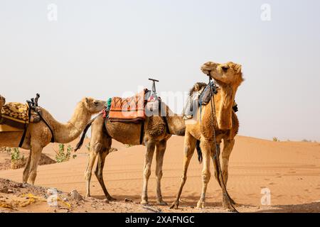 Das Dromedarkamel wartet darauf, Touristen oder einheimische Nomaden zu einem Ritt in Erg Chigaga in der Nähe von M'Hamid, Marokko, zu nehmen Stockfoto