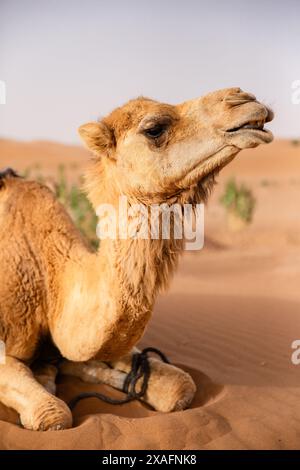 Das Dromedarkamel wartet darauf, Touristen oder einheimische Nomaden zu einem Ritt in Erg Chigaga in der Nähe von M'Hamid, Marokko, zu nehmen Stockfoto