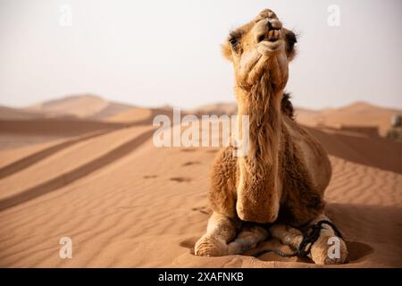 Das Dromedarkamel wartet darauf, Touristen oder einheimische Nomaden zu einem Ritt in Erg Chigaga in der Nähe von M'Hamid, Marokko, zu nehmen Stockfoto