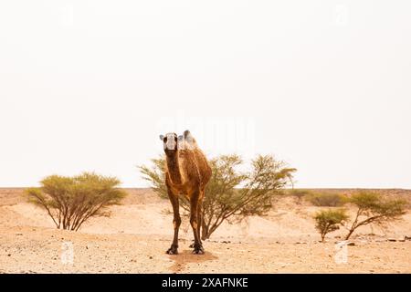 Das Dromedarkamel wartet darauf, Touristen oder einheimische Nomaden zu einem Ritt in Erg Chigaga in der Nähe von M'Hamid, Marokko, zu nehmen Stockfoto