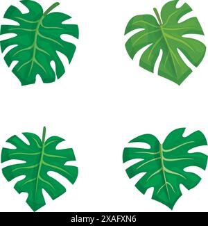 Vier verschiedene Vektorgrafiken von tropischen Monstera deliciosa-Blättern in verschiedenen Stilen Stock Vektor