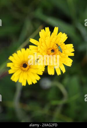 Borstigen Hawkbit, gemeinsame Hawkbit, grobe Hawkbit, Leontodon Hispidus, Asteraceae. Stockfoto