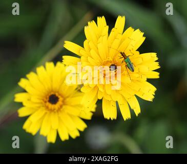 Borstigen Hawkbit, gemeinsame Hawkbit, grobe Hawkbit, Leontodon Hispidus, Asteraceae. Stockfoto