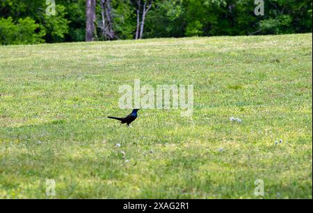 Auf dem grünen Gras steht ein schöner, gemeiner Grackle mit Bokeh-Effekt, der die Aufmerksamkeit auf den Vogel lenkt. Stockfoto