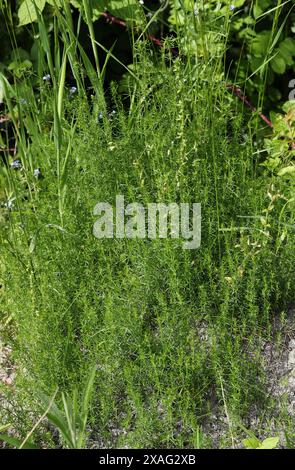 Zarte Pflanze wächst auf einem Ameisennest. Stockfoto