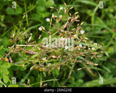 Zwergmaus-Ohr oder Europäisches Kicherkraut, Cerastium pumilum, Caryophyllaceae. Stockfoto