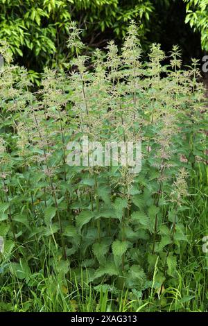 Stechende Nesseln, Urtica Dioica, Urticaceae-. Stockfoto