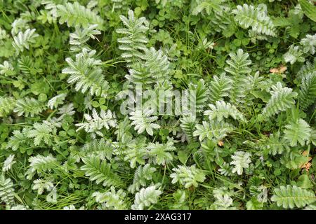 Gänsegras, wilde Krawatte, Silverweed, gemeiner Silverweed oder Silberner Cinquefoil, Argentinien anserina syn. Potentilla anserina, Rosaceae. Stockfoto