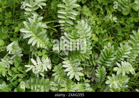 Gänsegras, wilde Krawatte, Silverweed, gemeiner Silverweed oder Silberner Cinquefoil, Argentinien anserina syn. Potentilla anserina, Rosaceae. Stockfoto