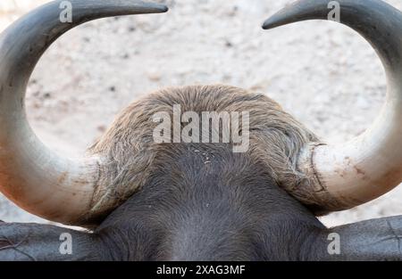 Nahaufnahme von hinten auf dem Kopf eines Stiers, mit den Hörnern. Stockfoto