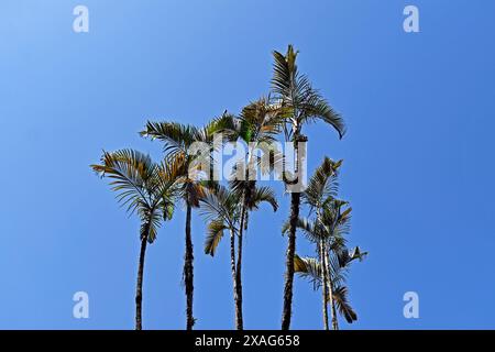 Palmen und blauer Himmel in Rio de Janeiro, Brasilien Stockfoto