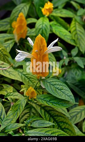 Goldene Garnelenblüte (Pachystachys lutea) in Rio de Janeiro, Brasilien Stockfoto