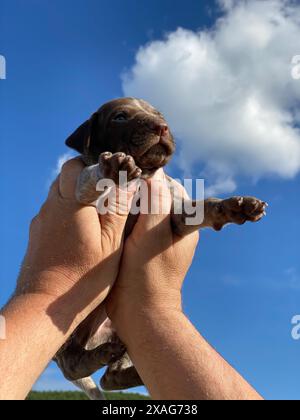 Schöner Zeiger Jagdhündchen in den Händen eines Mannes, der damit spielt, mit dem blauen Himmel mit Wolken dahinter Stockfoto