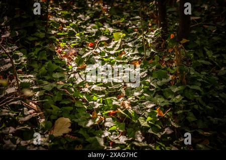 Efeu (Hedera Helix) ist eine vielseitige Pflanze, die für ihr üppiges grünes Laub bekannt ist. Dieses Bild zeigt die komplizierten Details von Efeublättern und zeigt t Stockfoto