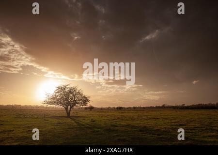 Dieses ruhige Bild zeigt einen einsamen Baum in der Abenddämmerung in den weiten Ebenen der Vojvodina. Der dramatische Himmel und die friedliche Landschaft erwecken ein Gefühl von tran Stockfoto