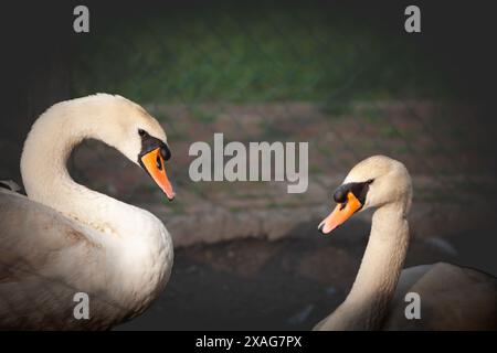 Bild von Schwänen, die zusammen stehen, mit einem Fokus auf ihren Köpfen. Schwäne sind Vögel der Gattung Cygnus innerhalb der Familie Anatidae. Der engste Verwandte der Schwäne Stockfoto