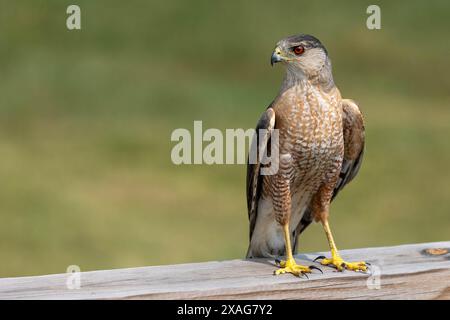 Coopers Hawk auf Deck Geländer Stockfoto