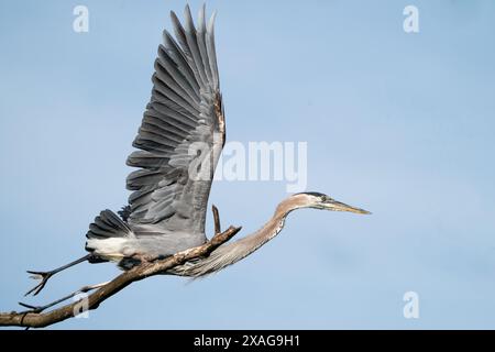 Ein großer blauer Reiher, der von einem Zweig aus gestartet wird. Stockfoto