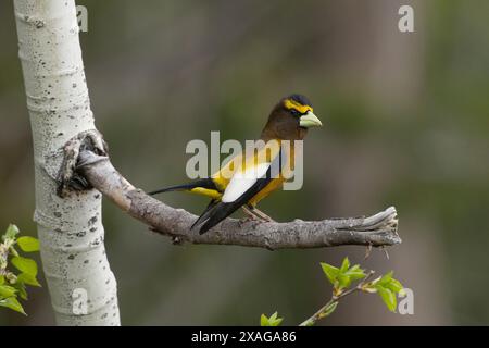 Männlicher Abendgrosbeak (Coccothraustes vespertinus), Sierra County Kalifornien Stockfoto