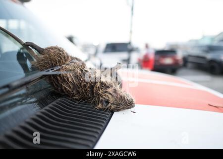 Aus nächster Nähe sehen Sie zahlreiche Nutria-Kadaver, die sich während des jährlichen Nutria Rodeo-Jagdausflugs in Venice, Louisiana, in einem Kühlraum stapelten. Stockfoto