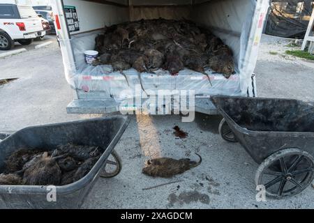 Aus nächster Nähe sehen Sie zahlreiche Nutria-Kadaver, die sich während des jährlichen Nutria Rodeo-Jagdausflugs in Venice, Louisiana, in einem Kühlraum stapelten. Stockfoto