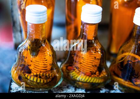 Flaschen vietnamesischer Schlangenwein werden in einem Geschäft in Ho-Chi-Minh-Stadt in Vietnam ausgestellt. Stockfoto