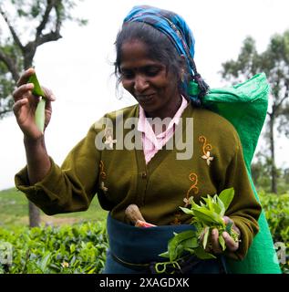 Kommissionierung Tee Blätter in einer großen Teeplantage im Großraum Haputale in Sri Lanka. Stockfoto