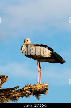 Painted Storch ruht auf einem Baum im Yala Nationalpark in Sri Lanka. Stockfoto