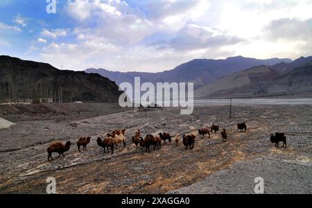 Doppelbuckelkamele weiden in einem Tal im Pamir-Gebirge nahe der Grenze zwischen China und Tadschikistan. Stockfoto