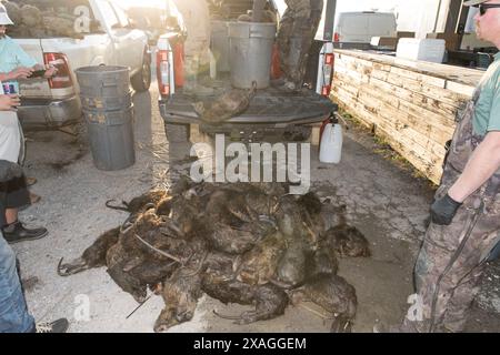 Aus nächster Nähe sehen Sie zahlreiche Nutria-Kadaver, die sich während des jährlichen Nutria Rodeo-Jagdausflugs in Venice, Louisiana, in einem Kühlraum stapelten. Stockfoto