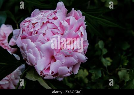 Rosa Pfingstrosenblüte nach einem Frühlingssturm Stockfoto