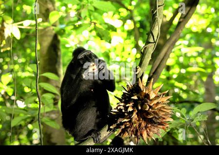 Ein Schwarzhaubenmakaken (Macaca nigra) isst auf Lianenrebe, in der Nähe eines Obstbandes, im Tangkoko Nature Reserve, Nord-Sulawesi, Indonesien. Stockfoto