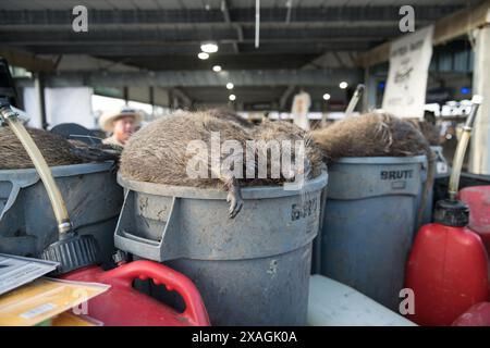 Aus nächster Nähe sehen Sie zahlreiche Nutria-Kadaver, die sich während des jährlichen Nutria Rodeo-Jagdausflugs in Venice, Louisiana, in einem Kühlraum stapelten. Stockfoto